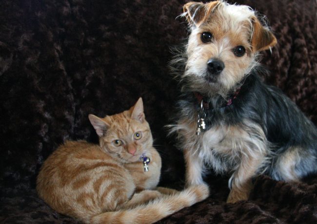 light brown cat laying on dark brown blanket beside a light brown and black dog