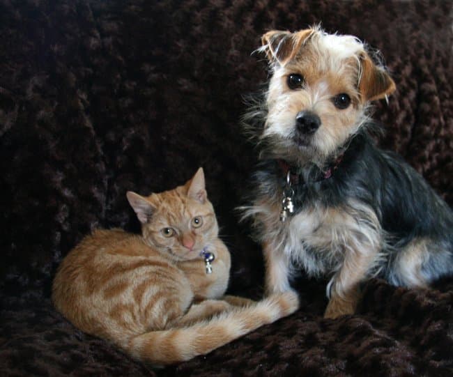 light brown cat laying on dark brown blanket beside a light brown and black dog