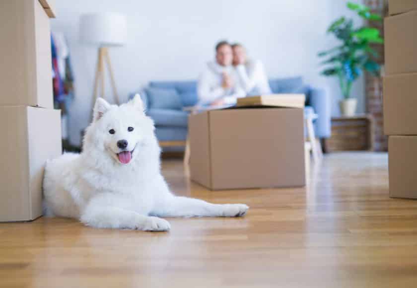 Young beautiful couple with dog sitting on the sofa at new home around cardboard boxes